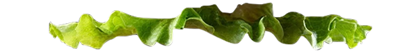 Farm-Fresh, Organic Lettuces